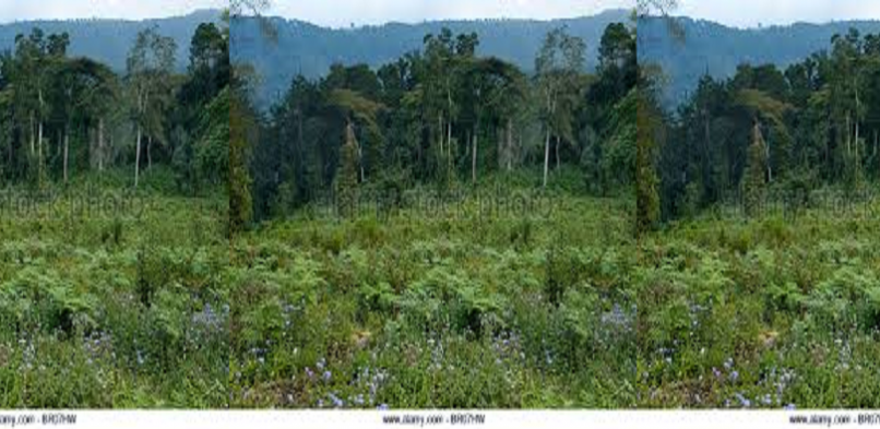 Mulanje Mountain